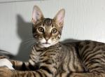 Kitten Bengal - Polydactyl Kitten For Sale - Federal Way, WA, US