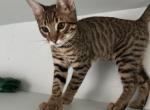 Bengal polydactyl - Bengal Kitten For Adoption - 