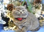 Nora - British Shorthair Kitten For Sale - WA, US