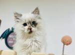 Daphne - Ragdoll Kitten For Sale - 