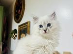 Velma - Ragdoll Kitten For Sale - 