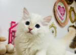 Fred - Ragdoll Kitten For Sale - 