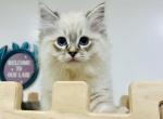 Shaggy - Ragdoll Kitten For Sale - Homestead, FL, US