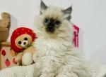 Scooby - Ragdoll Kitten For Sale - Homestead, FL, US