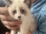 One Snowshoe Ragamese Kitten - Ragdoll Kitten For Sale - Milford Charter Township, MI, US