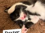 Dexter - Domestic Kitten For Sale - Grand Blanc, MI, US