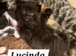 Lucinda - Domestic Kitten For Sale - Grand Blanc, MI, US