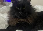 Lillie Maine coon - Maine Coon Cat For Sale - Burlington, VT, US