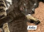 Felix - Domestic Kitten For Adoption - Grand Blanc, MI, US