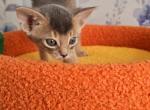 Argo Ameli - Abyssinian Kitten For Sale - 