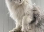 Kventin - Maine Coon Kitten For Sale - Virginia Beach, VA, US