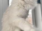 Markiz - Maine Coon Kitten For Sale - Virginia Beach, VA, US