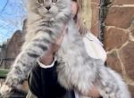 Florida - Maine Coon Kitten For Sale - Virginia Beach, VA, US