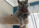 British Shorthair female - British Shorthair Kitten For Sale - Livonia, MI, US