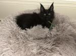 Cleopatras litter - Maine Coon Kitten For Sale - Coshocton, OH, US