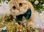 Honey - Scottish Fold Kitten For Sale - Vancouver, WA, US