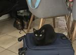 Kiki - Bombay Cat For Sale - Miami, FL, US