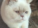 Lilac tortie point British Shorthair girl - British Shorthair Cat For Sale/Retired Breeding - 