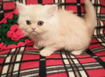 Prince - Persian Kitten For Sale - Orlando, FL, US