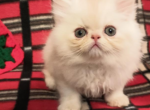 Simba - Persian Kitten For Sale - Orlando, FL, US