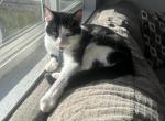 Oreo - American Shorthair Cat For Adoption - Columbus, OH, US