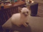 Manx from Craven Blues Hybrids - Manx Kitten For Sale - New Bern, NC, US