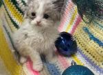 Ragdoll boy - Ragdoll Kitten For Adoption - 