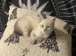 Milli - Scottish Straight Kitten For Sale - 