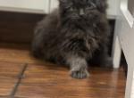 Exotic long hair boy - Exotic Kitten For Adoption - 