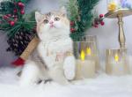 B021 - British Shorthair Kitten For Sale - 