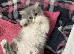 Persian Female - Persian Kitten For Sale - Dearborn, MI, US