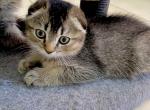 Scottish Fold Boy - Scottish Fold Kitten For Sale - Orlando, FL, US