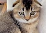 Scottish Fold Boy - Scottish Fold Kitten For Sale