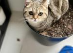 Blueberry - Scottish Fold Kitten For Sale - 