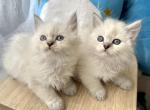 Ragdoll Brothers - Ragdoll Kitten For Sale - 