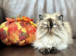 Dakota - Himalayan Cat For Sale - Safety Harbor, FL, US