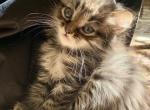 Charcoal Lynx Girl - Maine Coon Kitten For Sale - 