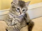 Fluffy Gray Lynx - Maine Coon Kitten For Sale - 