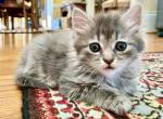 Fluffy Gray Lynx - Maine Coon Kitten For Sale - 