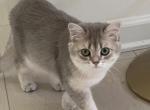 Chloe - British Shorthair Kitten For Sale - Monroe, NC, US