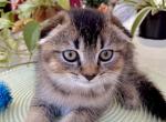 Scottish Fold Boy - Scottish Fold Kitten For Sale - Orlando, FL, US