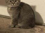 Miti - Scottish Fold Kitten For Sale - Philadelphia, PA, US