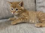 Orange tiger - Domestic Kitten For Sale - Battle Ground, WA, US