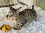 Yellow - Savannah Kitten For Sale - Bradenton, FL, US