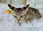 Brown - Savannah Kitten For Sale - Bradenton, FL, US