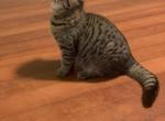 Boy - Scottish Fold Kitten For Sale - Philadelphia, PA, US