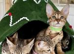 Lime - Savannah Kitten For Sale - Bradenton, FL, US