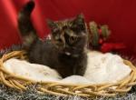 Vicky - Munchkin Kitten For Sale - 