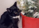 Tuxedo girl - Domestic Kitten For Sale - Vancouver, WA, US