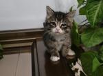 Luna - Maine Coon Kitten For Sale - 